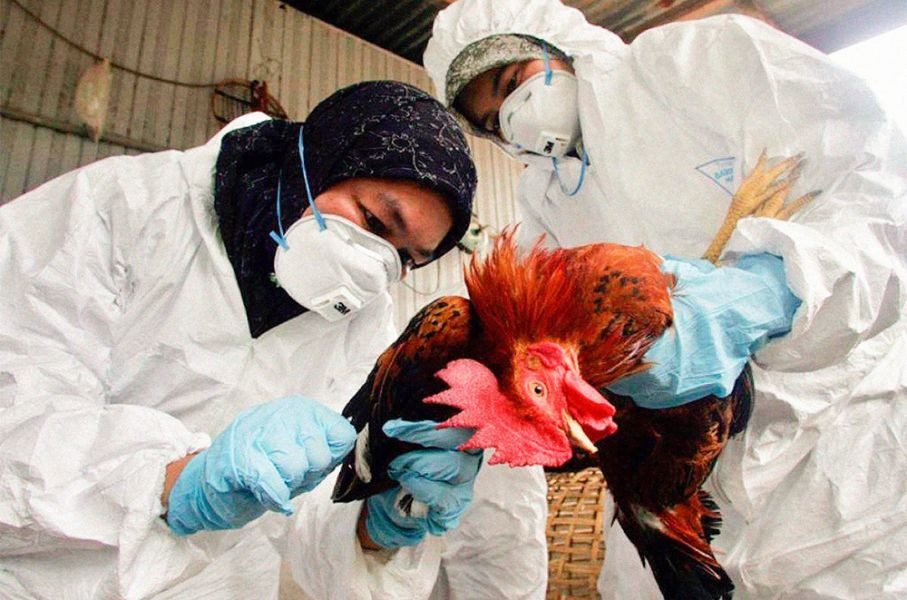 OMS recomienda protección reforzada de trabajadores de granjas donde hay gripe aviar